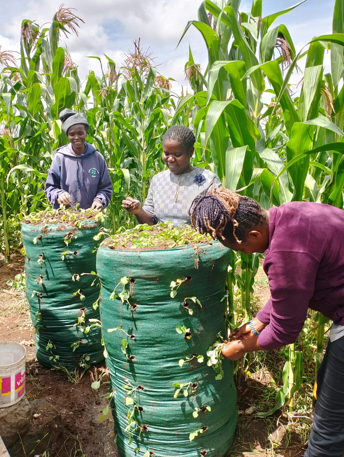 Three women tending green Garden Towers beside a maize field in Kenya