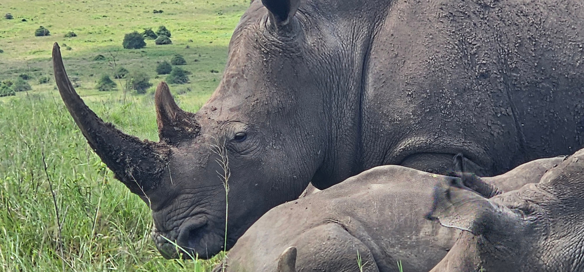 How Did Maasai Warriors Go From Lion Hunters to Lion Guardians? — Wildlife story from 100 Humanitarians in Kenya