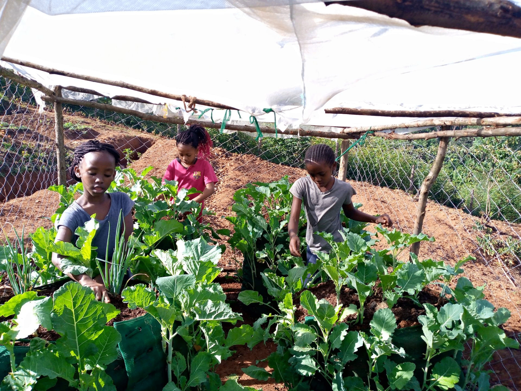 Children harvesting fresh greens from a Garden Tower