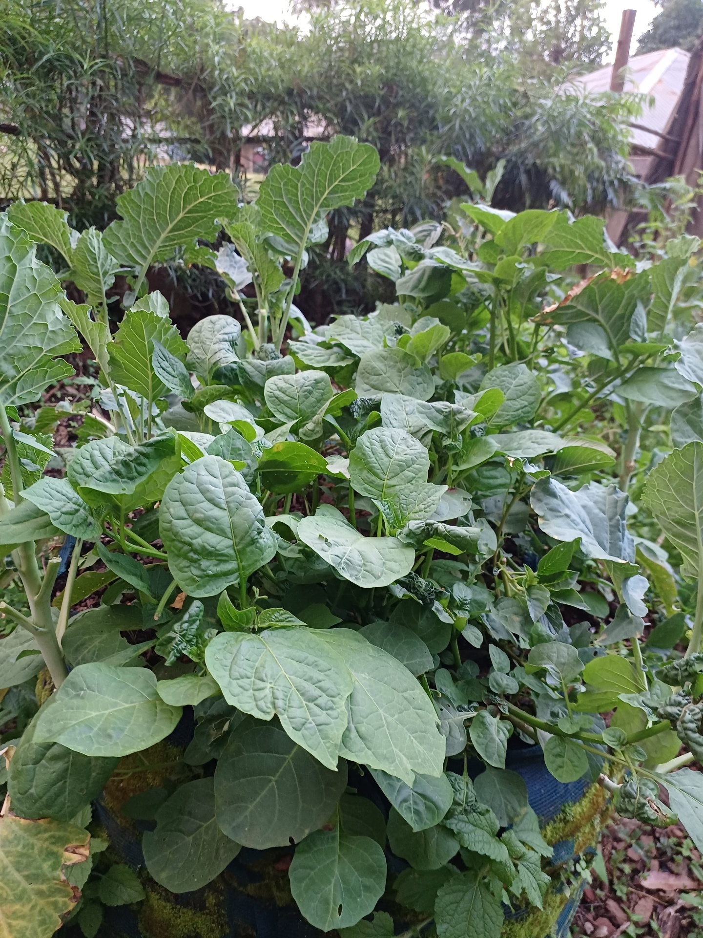 Thriving vegetables in a Garden Tower