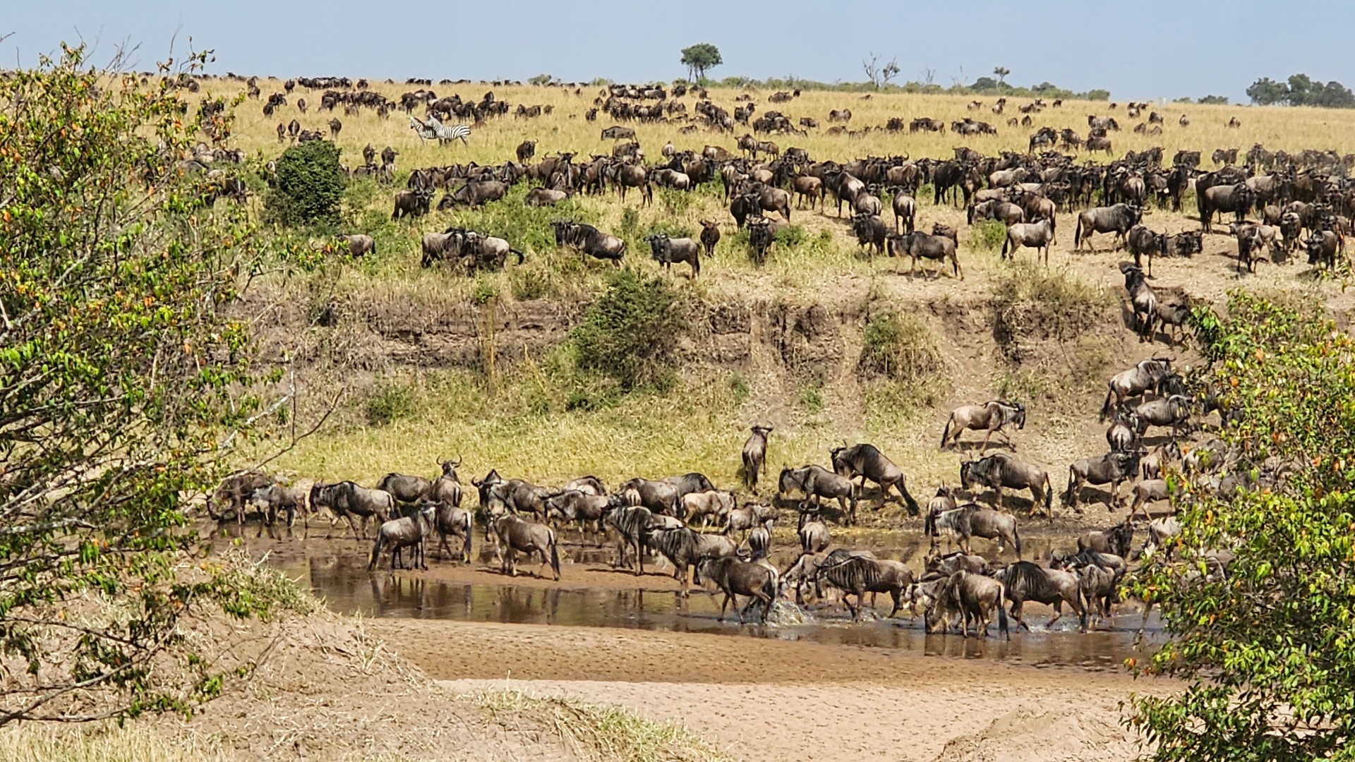 What Does the Great Wildebeest Migration Sound Like Up Close? — Wildlife story from 100 Humanitarians in Kenya