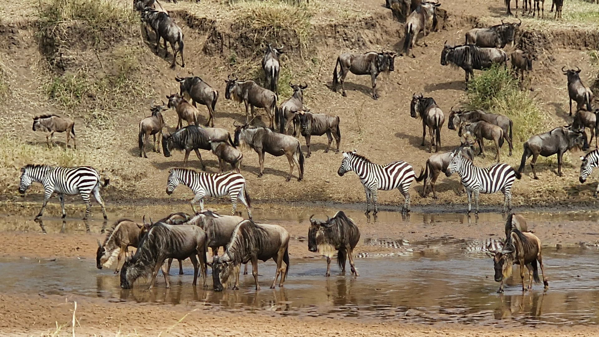 What Is the Maasai Mara, and Why Is It One of the Most Awe-Inspiring Places on Earth? — Wildlife story from 100 Humanitarians in Kenya
